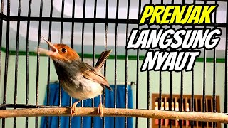 Suara Prenjak Merah Gacor Dor 💯% MANJUR Bikin Prenjak liar PASTI CEPAT IKUT BUNYI GACOR