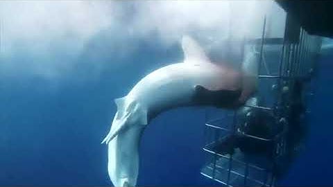 Un grand requin blanc meurt en tentant de pénétrer une cage