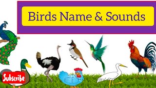 Birds Songs|Birds Name and sounds in English with pictures| bird name| birds Sounds #birdsounds