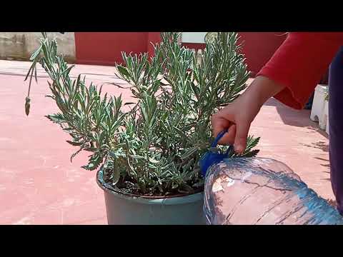 فيديو: عائلة الخزامى والنعناع - زراعة أعشاب اللافندر والنعناع