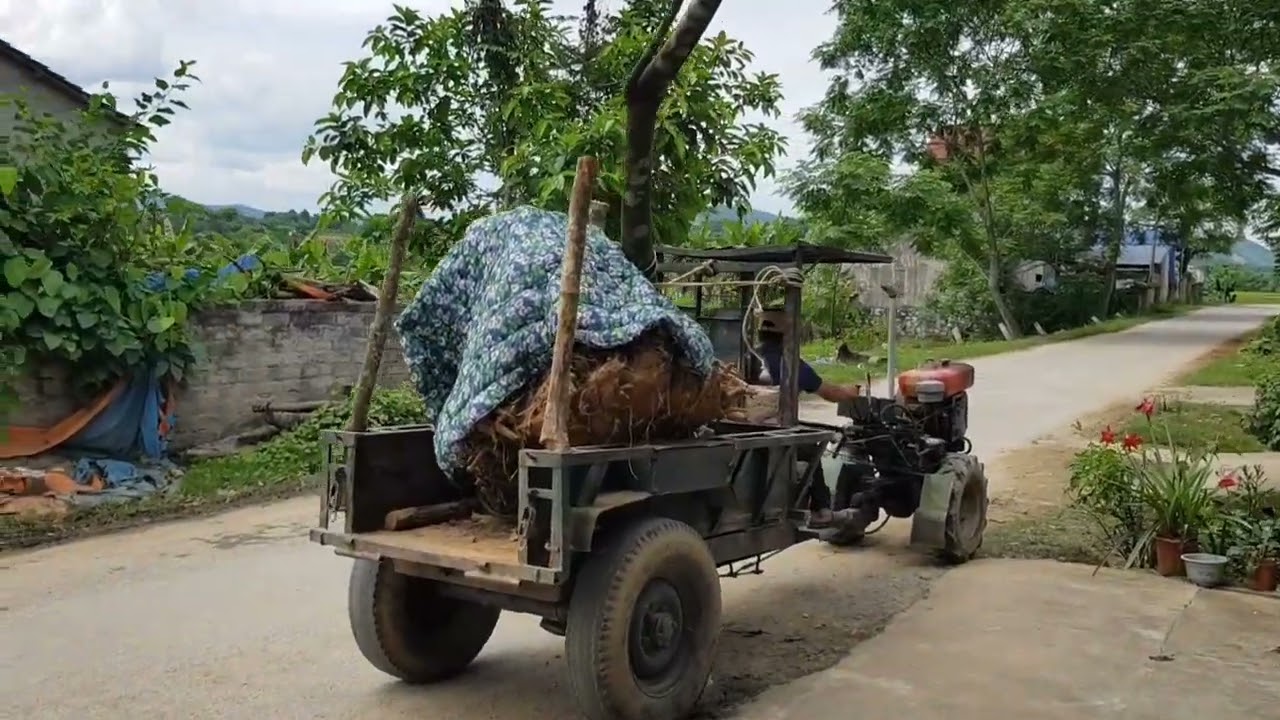 khai thác cây duối khủng lùn lực p42