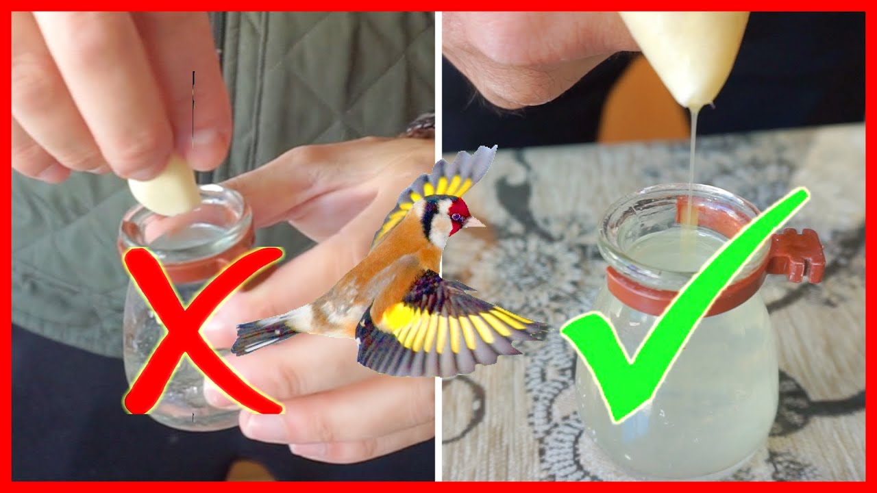COMO CURAR PÁJAROS EMBOLADOS / ESTRACTO PURO DE AJO /TRUCO PARA CURAR PÁJAROS ENFERMOS