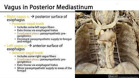 LO 5 - Vagus Nerve Paths and Branches - Posterior Mediastinum