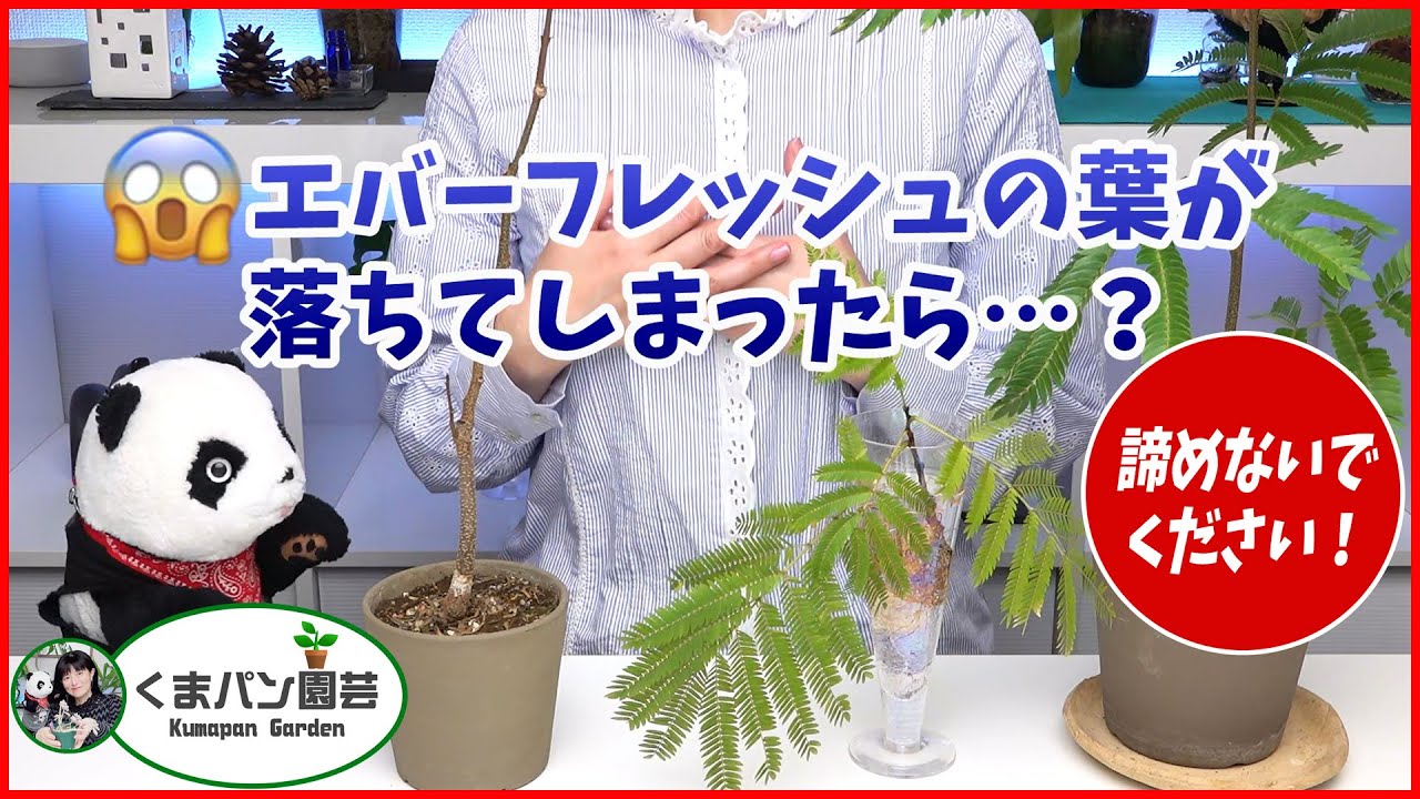 観葉植物 エバーフレッシュの育て方 葉が落ちてしまったら くまパン園芸 Youtube