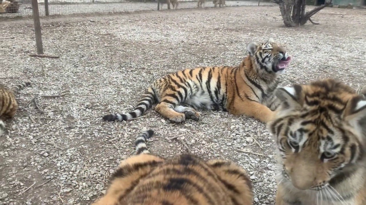Бак у тигуана