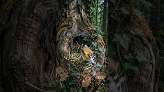 Forest nest care 🌳🐦🪺🌞🇧🇩#wildlifeharmony, #forestlight, #birdfamily, #naturepeace, #sereneforest