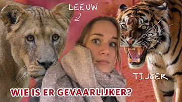 Welk dier is GEVAARLIJKER als het ONTSNAPT: de TIJGER 🐯 of de LEEUW 🦁?