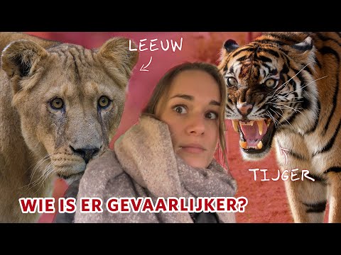 Video: Wie Is Sterker - Een Gorilla Of Een Leeuw?