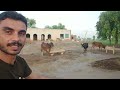 Village velog 💥Pure simple village life, simple people in village,rain 🌧️ in my village#villagevelog