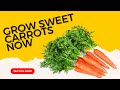 The Secret to Growing Super Sweet Carrots!