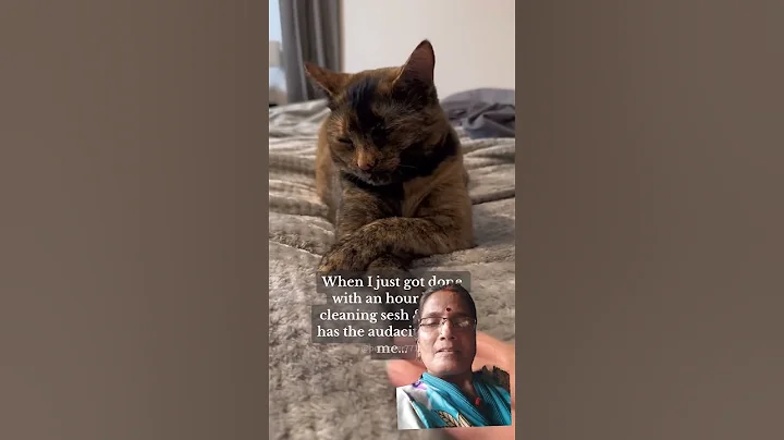 Watch the video about Cat is angry #cat #funny #funnycats #cute #pets #youtubeshorts