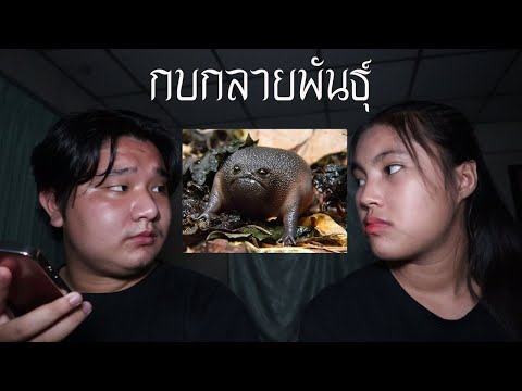 พวกเราซื้อ กบกลายพันธุ์ มาจาก Dark Web! | หลอนดาร์กเว็บ EP.15