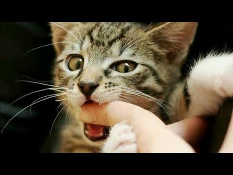 Video: Why Do Cats Bite When You Stroke Them, And Just Like That?