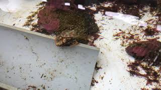 Pinto Abalone!