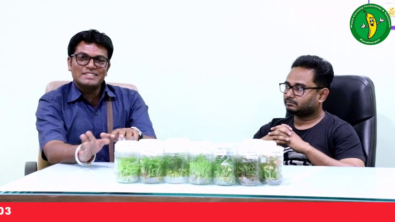 Keli Rope G9 केळी टिशू कल्चर रोपे | Tissue Culture Banana Plant Booking | Keli ...