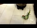 Parrot dancing to sikh prayer recited by barusahibhp