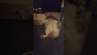 Keeshond dreaming while asleep - Khushi the Keeshond by Khushi Bearest 102 views 3 years ago 1 minute, 3 seconds