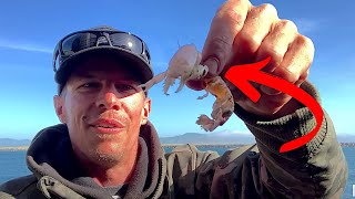 HOW TO CATCH Black Rockfish Sea Bass, Striped Surfperch, Kelp Greenling ~ Jetty Fishing Catch & Cook