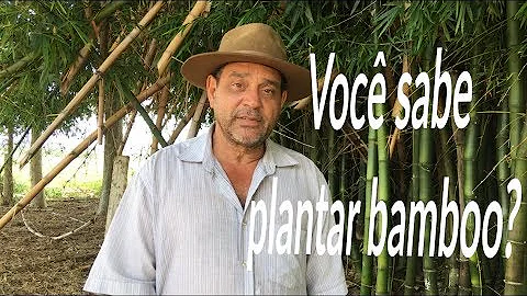 Qual é o certo bambuzal ou Bambuzeiro?