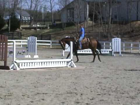 Justa Good Dyversion-AQHA all-around gelding 4 sale-horsemanshi...