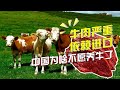 【正解局】牛肉缺口巨大，外国牛肉入侵：为啥中国企业就是不愿意养牛？