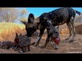 Rare footage of African Wild Dogs (Painted Wolves) returning to their den to feed puppies [4K GoPro]