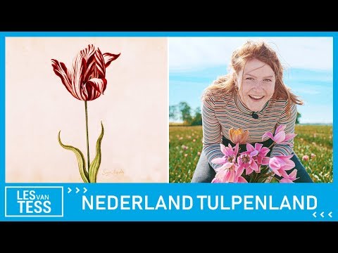 Video: Tulpenland - Nederland. Tulpenland in Europa