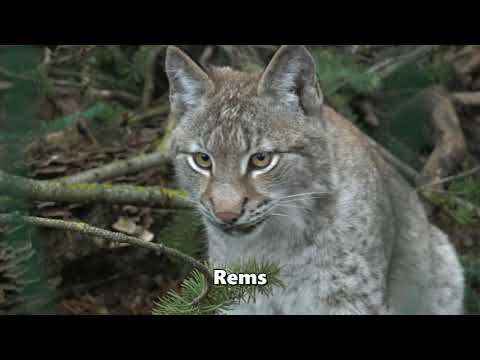 Video: 6 Briežu sugas, kas tiek turētas kā mājdzīvnieki