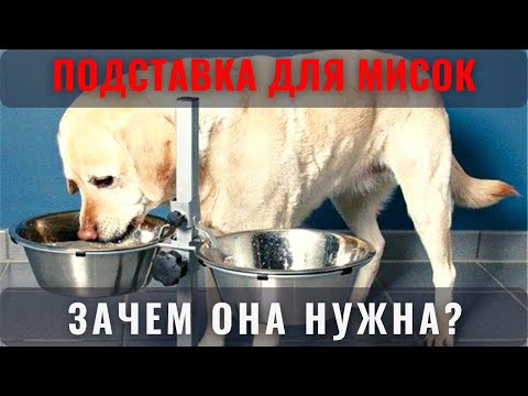 Видео: Что такое чашка для щенков?