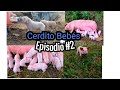 CERDOS PEQUEÑOS | episodio #2 | 2021