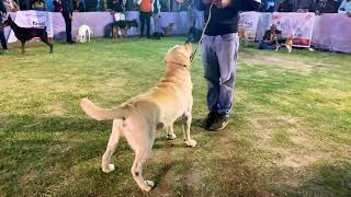 Dog Show In India | Doberman Dog Breed | Labrador | German Shepherd | Rottweilers | Scoobers