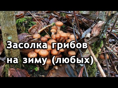 Соленые грибы на зиму. Засолка грибов рецепт. Опята на зиму.