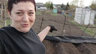 Посадила картошку под черное укрывное и до осени.(Исправленное)