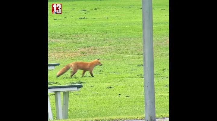 Geese chase away fox in Clifton Park
