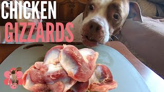Two Pitbulls dogs enjoy EATING CHICKEN gizzards ASMR