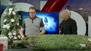 How to pick and care for a real Christmas tree