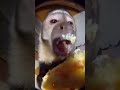 WHY IS IT SO CLOSE?! 😱🐒 ✅ #shortvideo #funny #butifyoucloseyoureyes #monkey #trythatinasmalltown