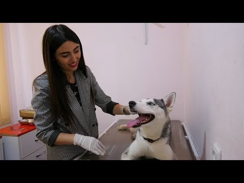 Video: Ե՞րբ տանել աշխատող շանը անասնաբույժի մոտ: