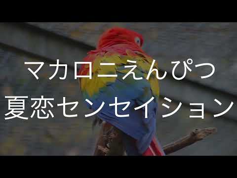 夏恋センセイション/マカロニえんぴつ　歌ってみた