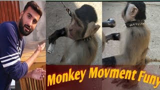 Funny Monkey movment || Amazing Monkeny #monkeys #minizoo #monkeylove #monkeydluffy #monkeydance