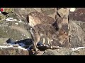 Sibirische Steinböcke im Zoo Berlin