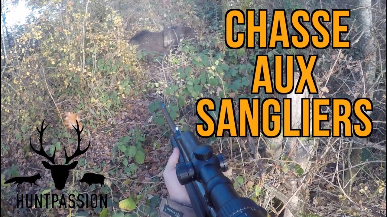 CHASSE AUX SANGLIERS  - Une compagnie dans les bottes