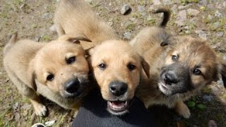 Жестокая хозяка вышвырнула собаку с пятого этажа Жестокая хозяка вышвырнула собаку с пятого этажа