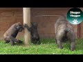 Gorilla Youngster Lope Harasses His Baby Brother
