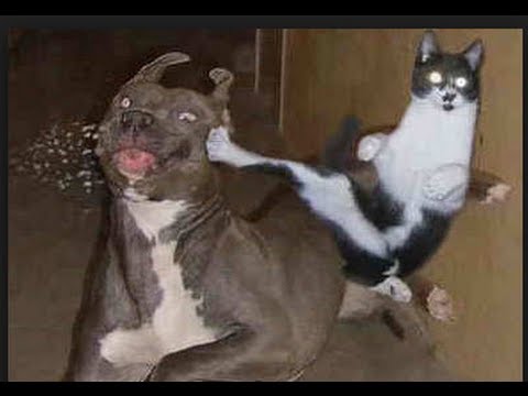 Image result for cat & dog fight