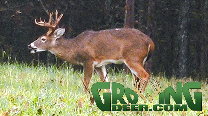 Deer Hunting  | Post Rut Strategies | Lessons from the Hunt (#471) @GrowingDeer.tv