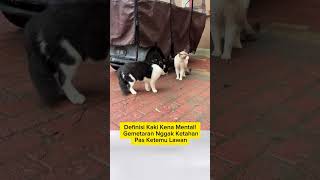 #anabul #funnyshorts #kucing