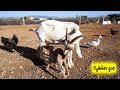 ولادة عكس ما هو متوقع للماعز سنون 