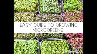 Growing Your Own Micro Greens - Easy Grow Kit (Spicy Mix)