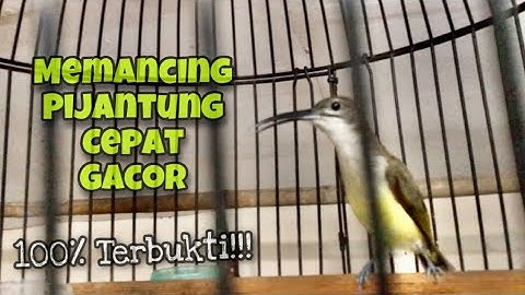 Masteran Pijantung Nembak Mbeset Kasar, Memancing Burung Pijantung Pisang Cepat Gacor | Kicau Tembak